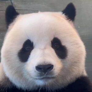 お支払い用リング